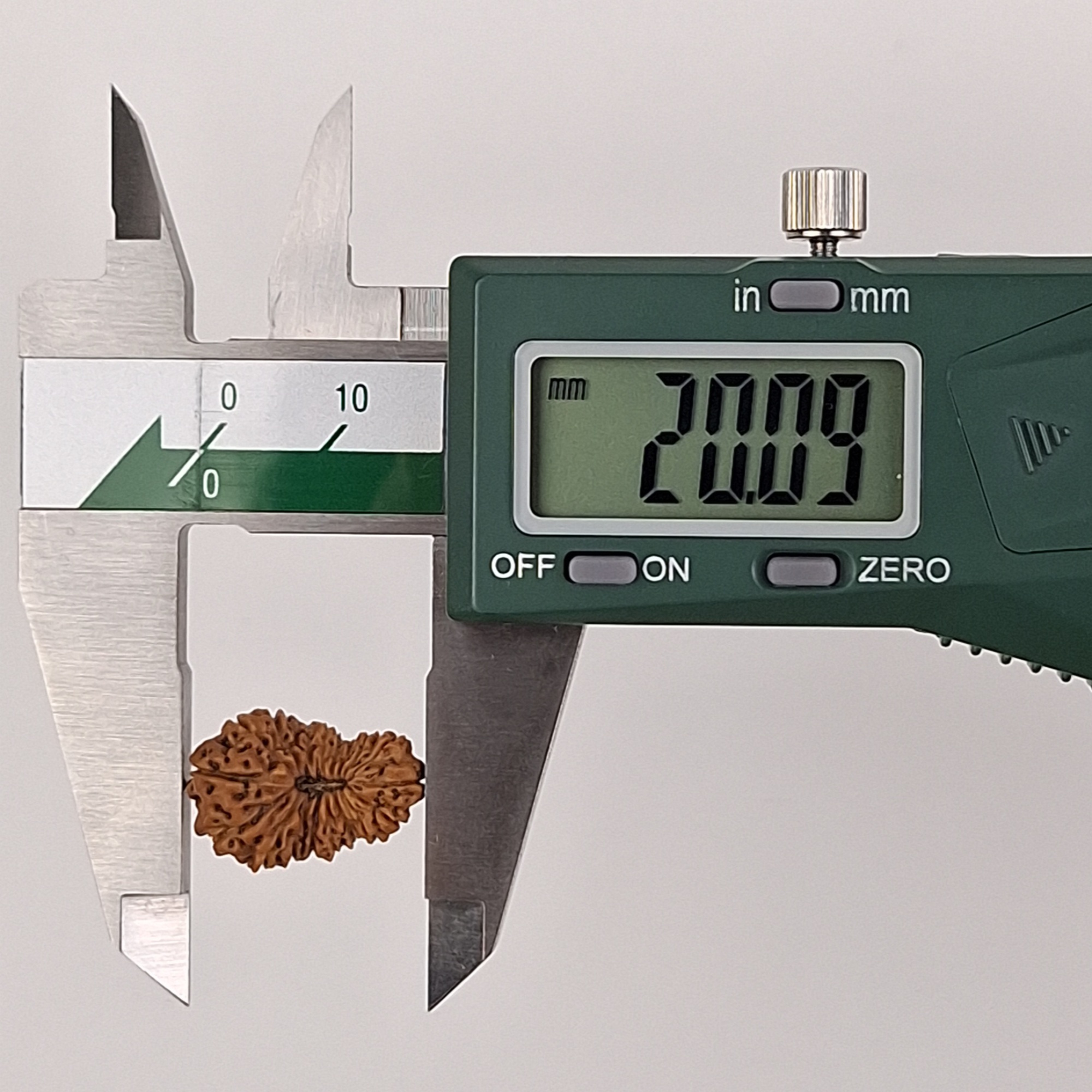 18 Mukhi Java Rudraksha 20.09 mm length measurement