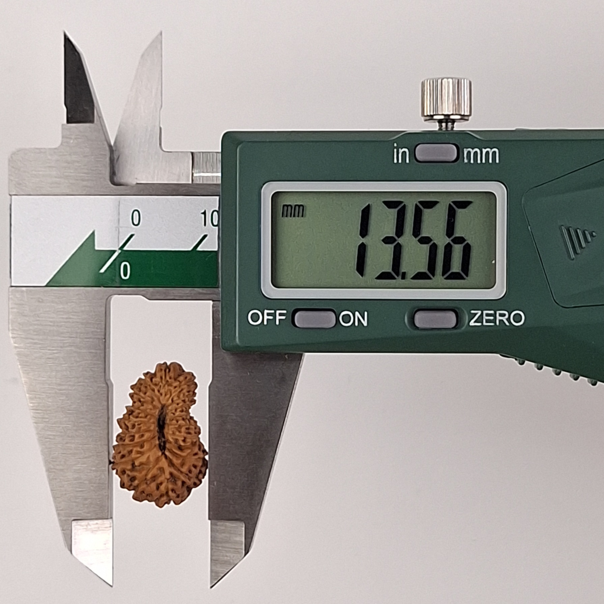 18 Mukhi Java Rudraksha 13.56 mm width measurement