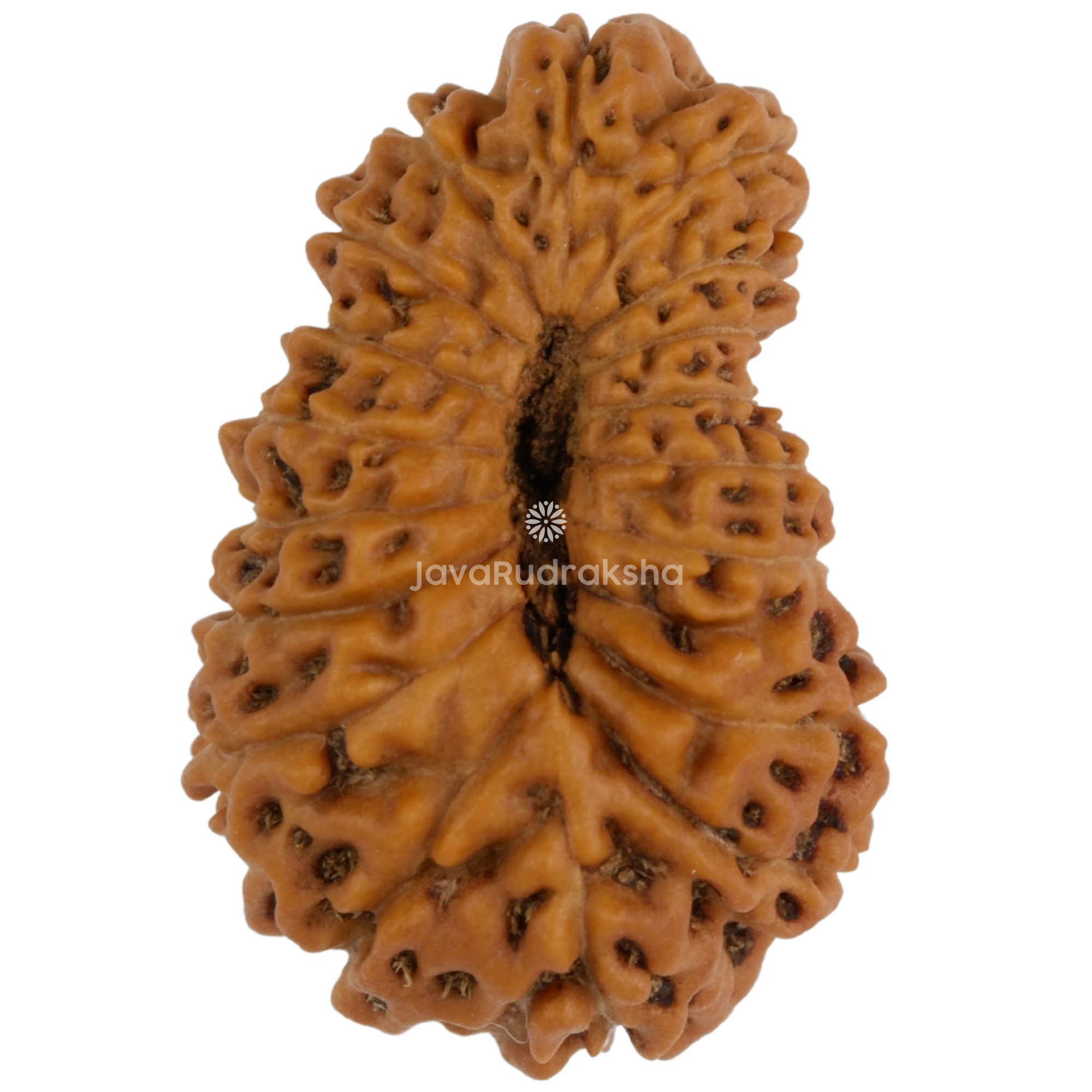18 Mukhi Java Rudraksha 20.09 mm bottom view