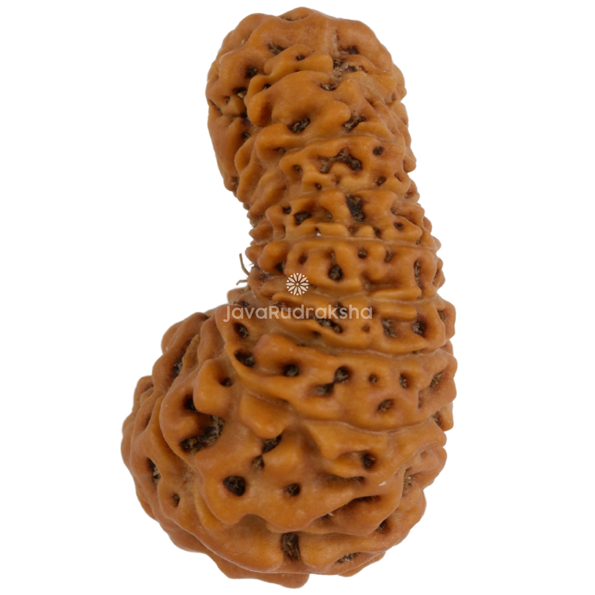18 Mukhi Java Rudraksha 20.09 mm left side angle