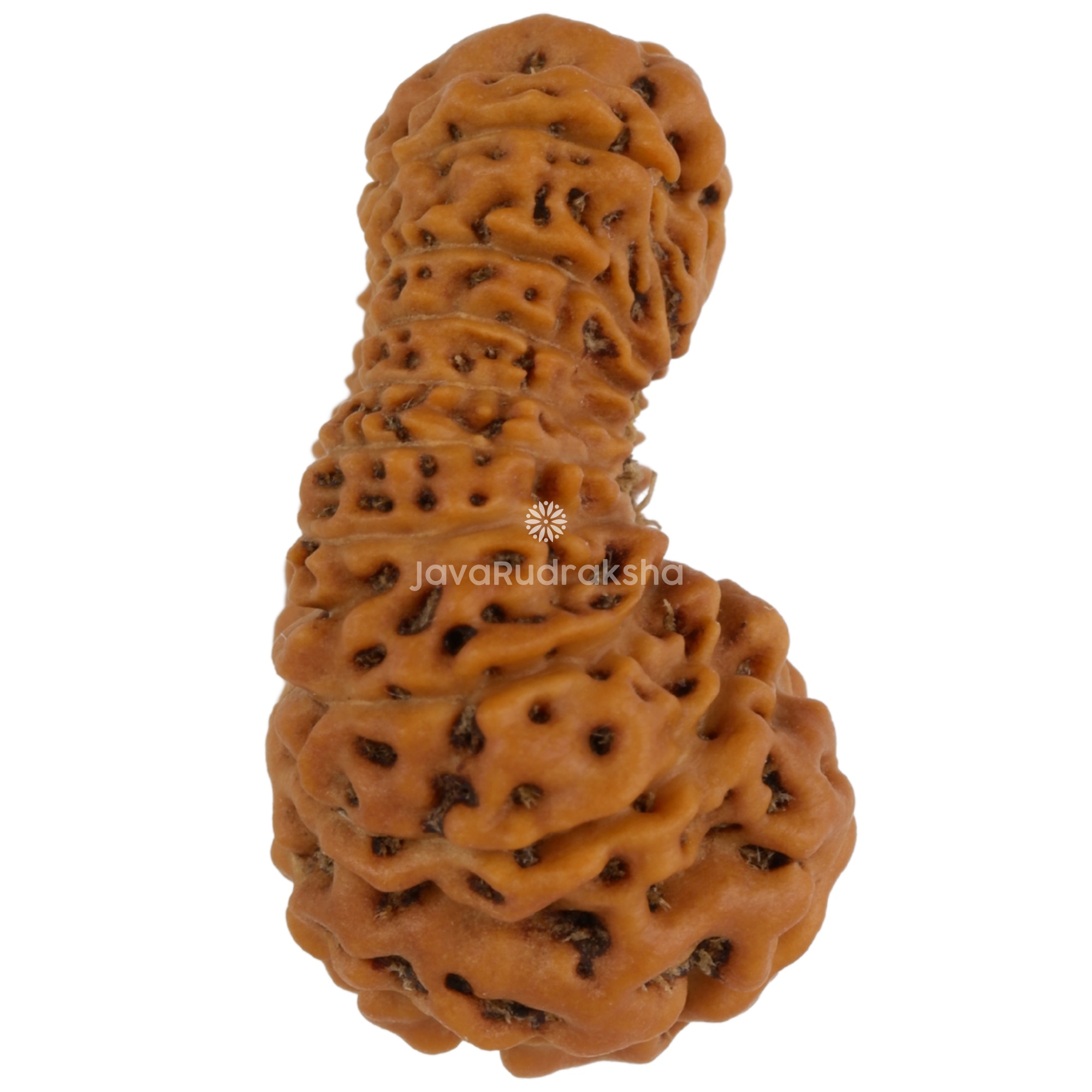 18 Mukhi Java Rudraksha 20.09 mm right side angle