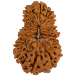 18 Mukhi Java Rudraksha 20.09 mm top view