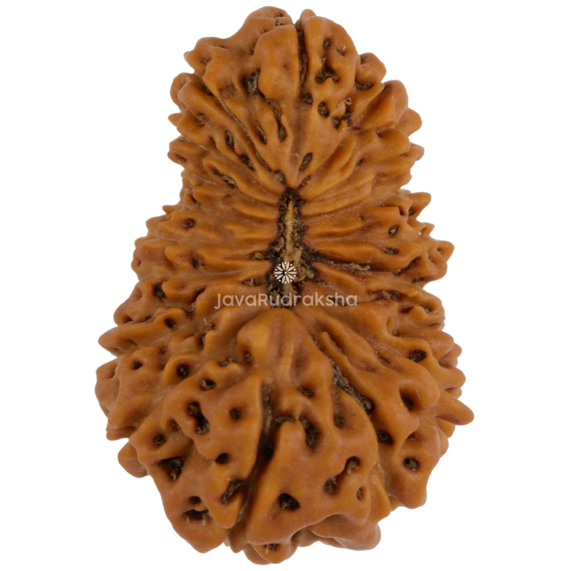 18 Mukhi Java Rudraksha 20.09 mm top view