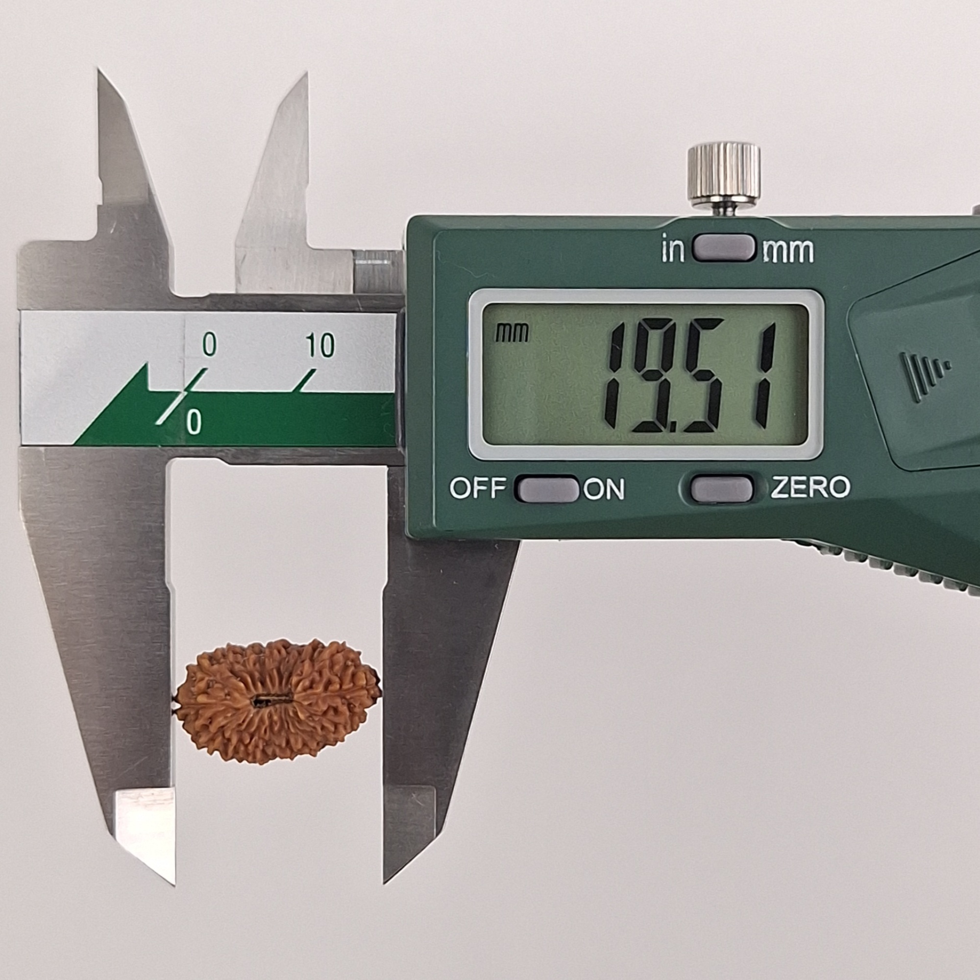 19 Mukhi Java Rudraksha 19.51 mm length measurement