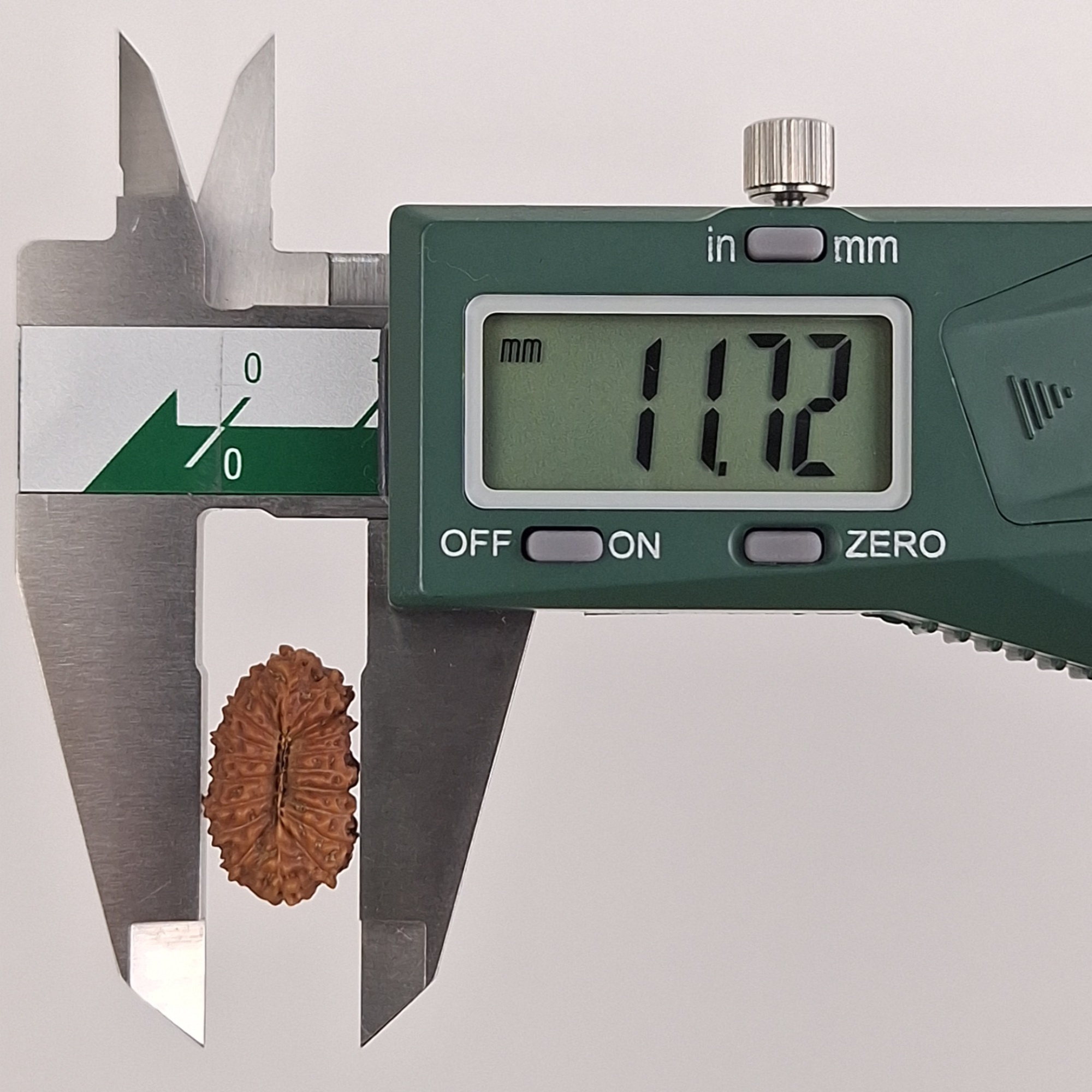 19 Mukhi Java Rudraksha 11.72 mm width measurement