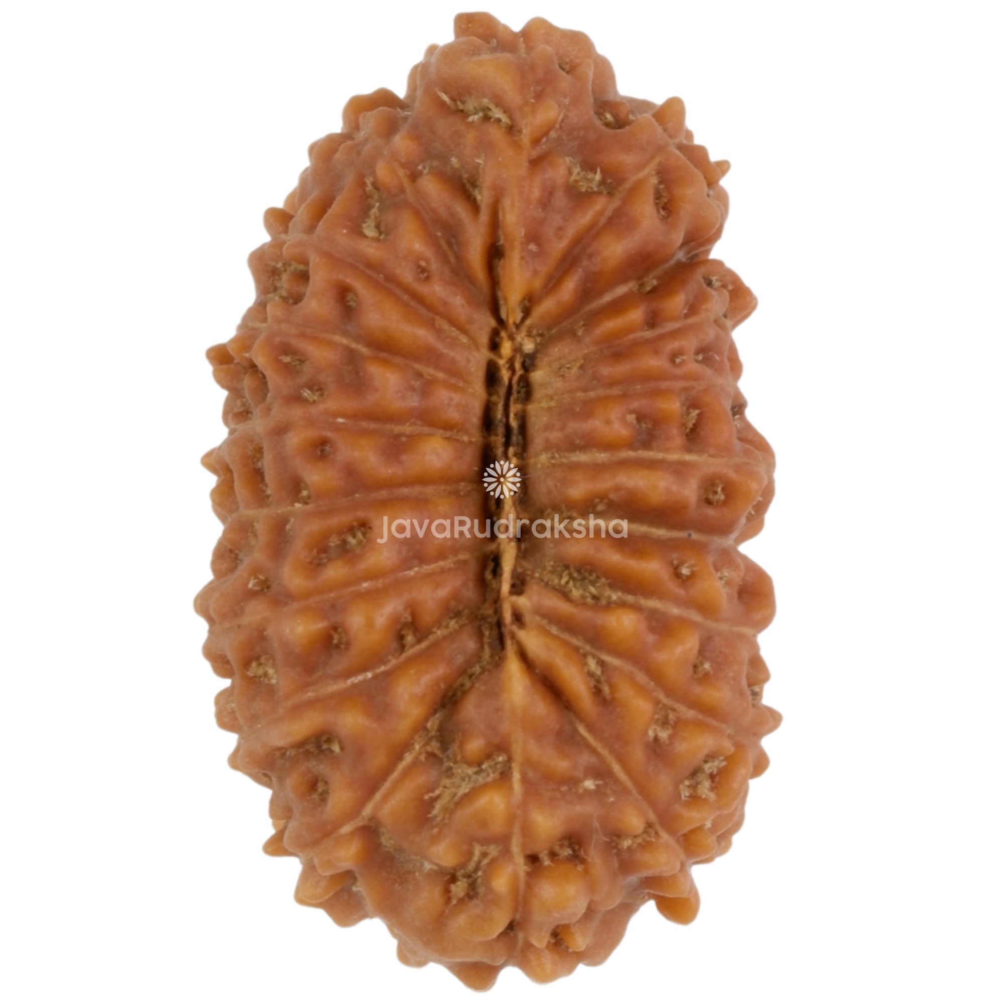 19 Mukhi Java Rudraksha 19.51 mm bottom view