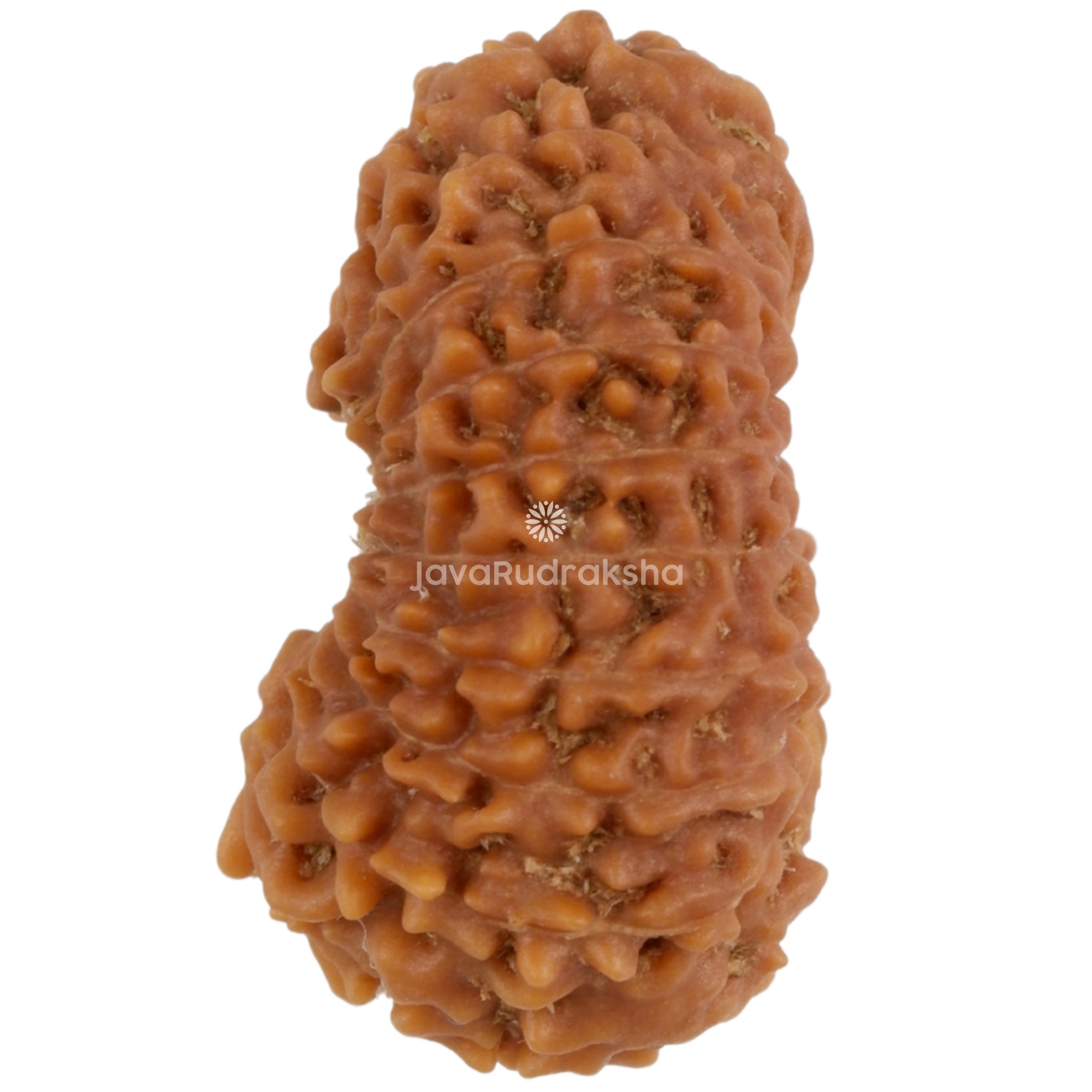 19 Mukhi Java Rudraksha 19.51 mm left side angle