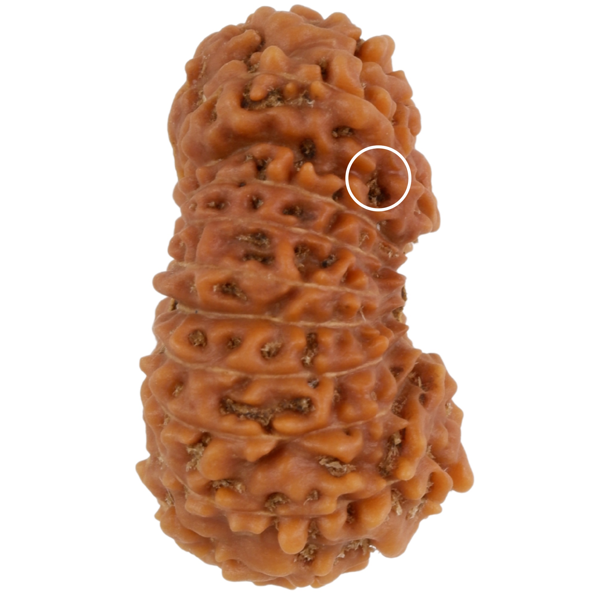 19 Mukhi Java Rudraksha 19.51 mm with partial mukhi line marked