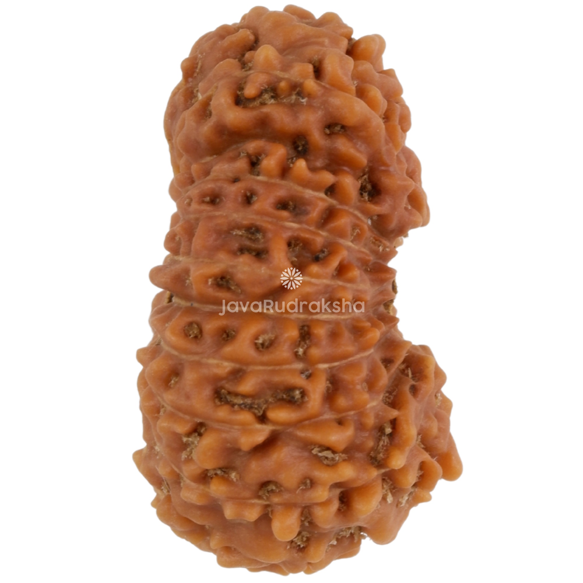 19 Mukhi Java Rudraksha 19.51 mm right side angle