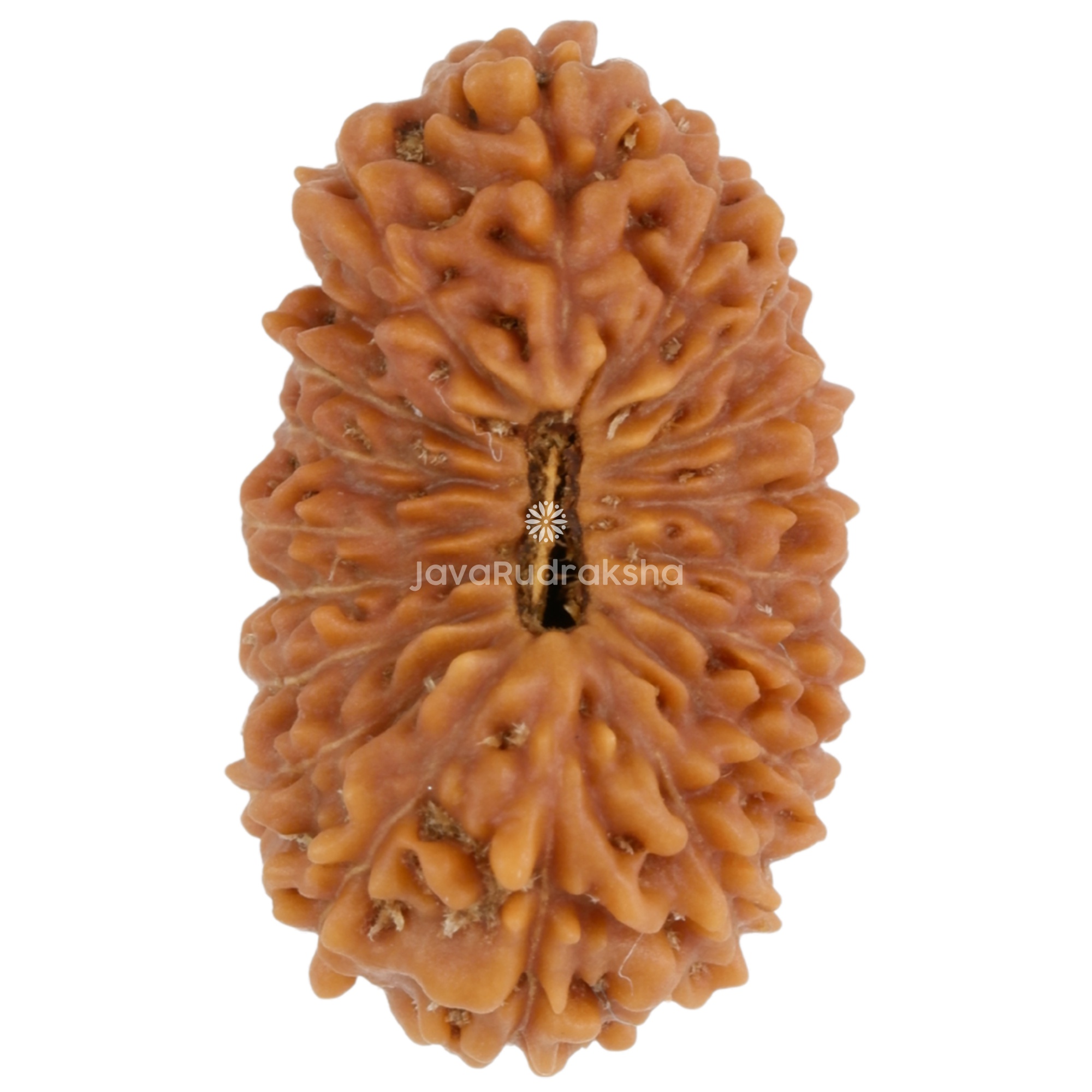 19 Mukhi Java Rudraksha 19.51 mm top view