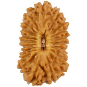 20 Mukhi Java Rudraksha 17.43 mm top view