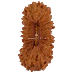 25 Mukhi Java Rudraksha 10.84 mm top view