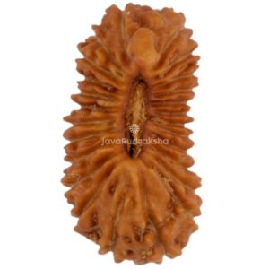 25 Mukhi Java Rudraksha 11.45 mm top view