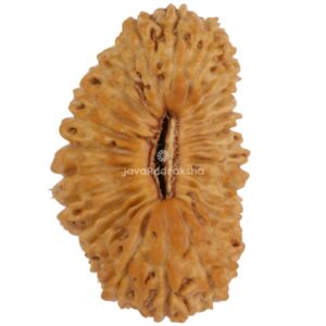 27 Mukhi Java Rudraksha 17.71 mm top view