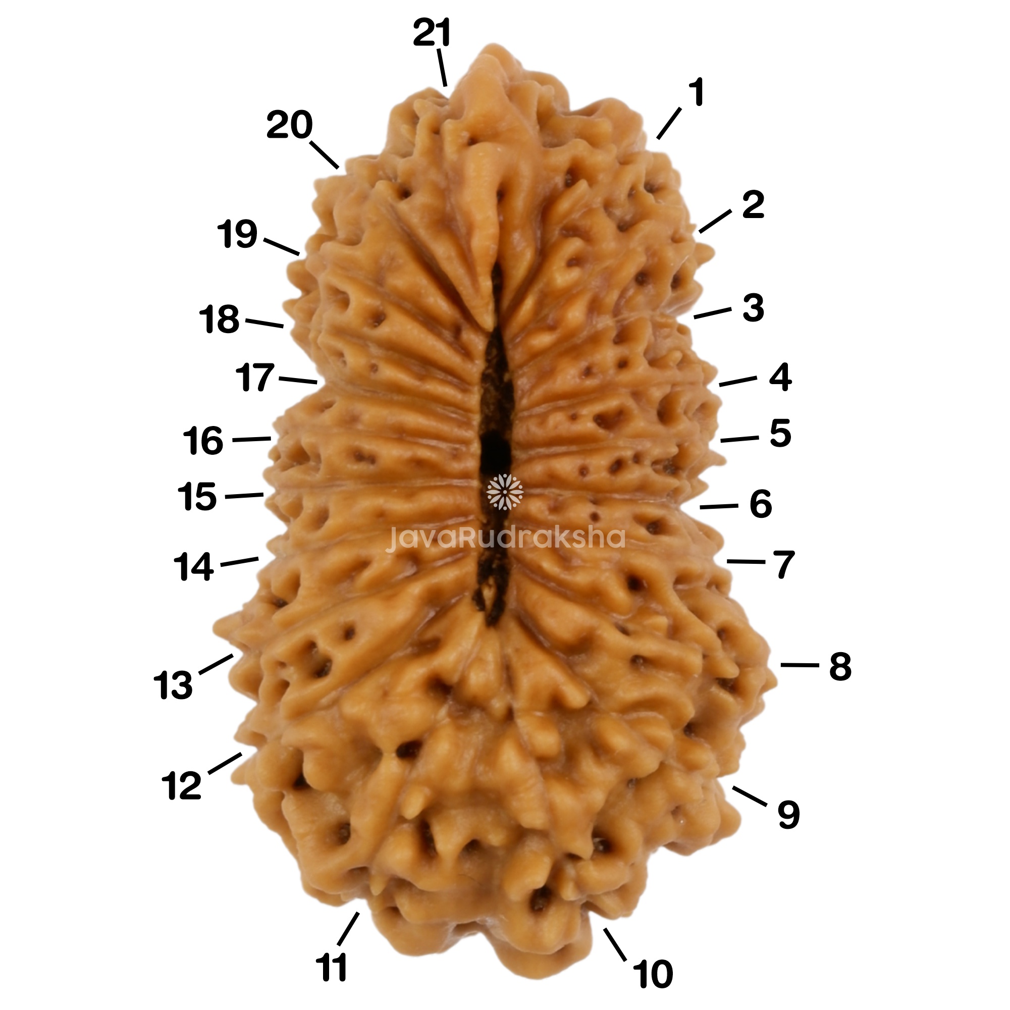 Ganesh 21 Mukhi Java Rudraksha 20.46 mm with mukhi numbers labeled