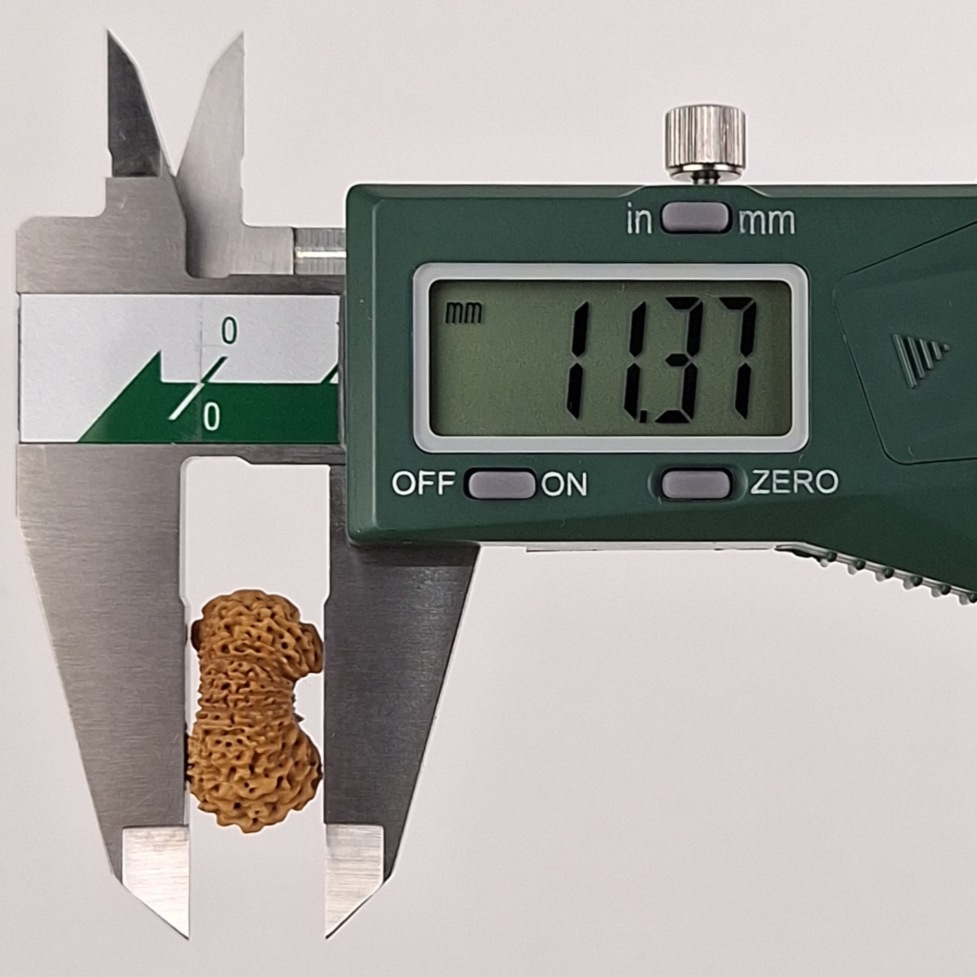 Ganesh 21 Mukhi Java Rudraksha 11.37 mm depth measurement