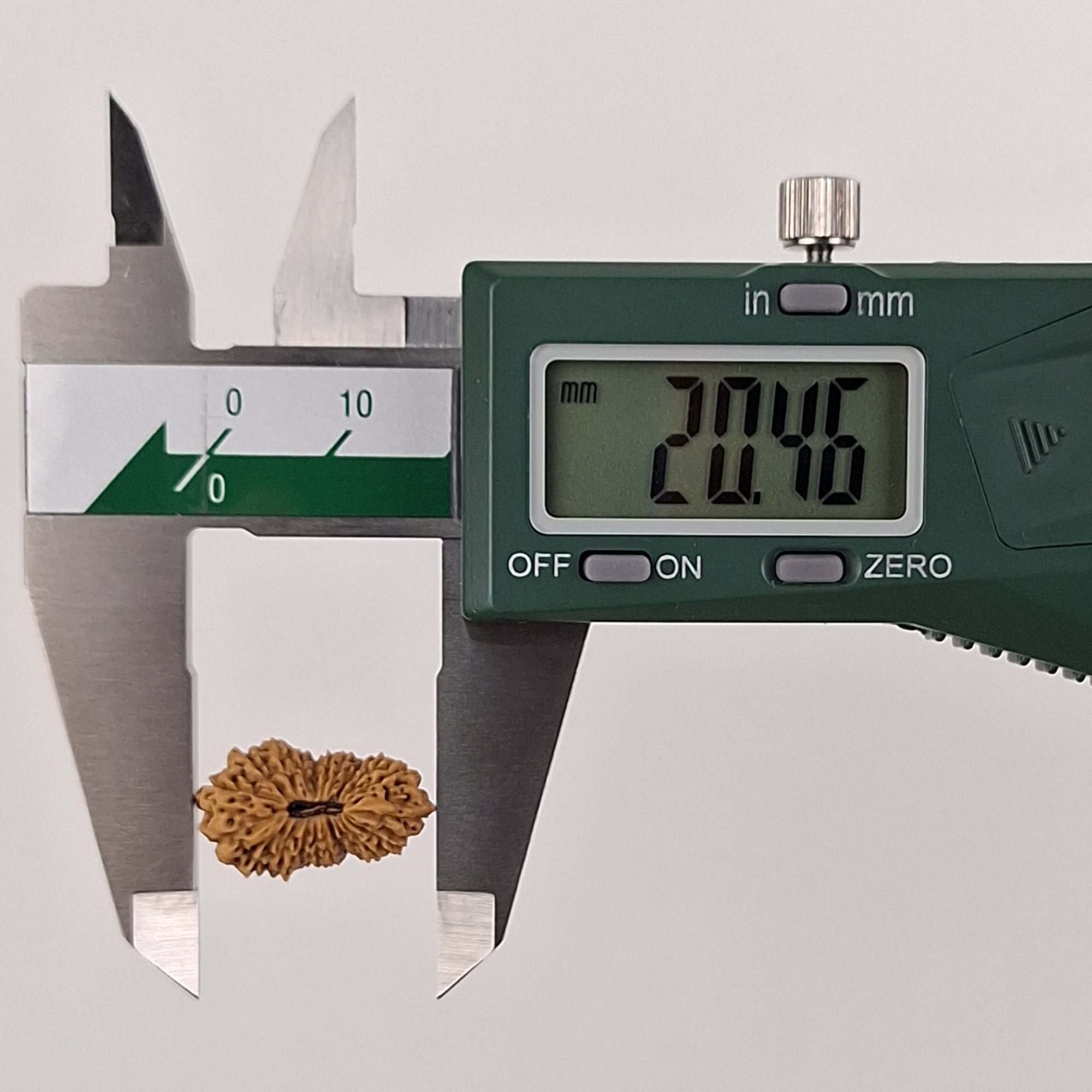 Ganesh 21 Mukhi Java Rudraksha 20.46 mm length measurement