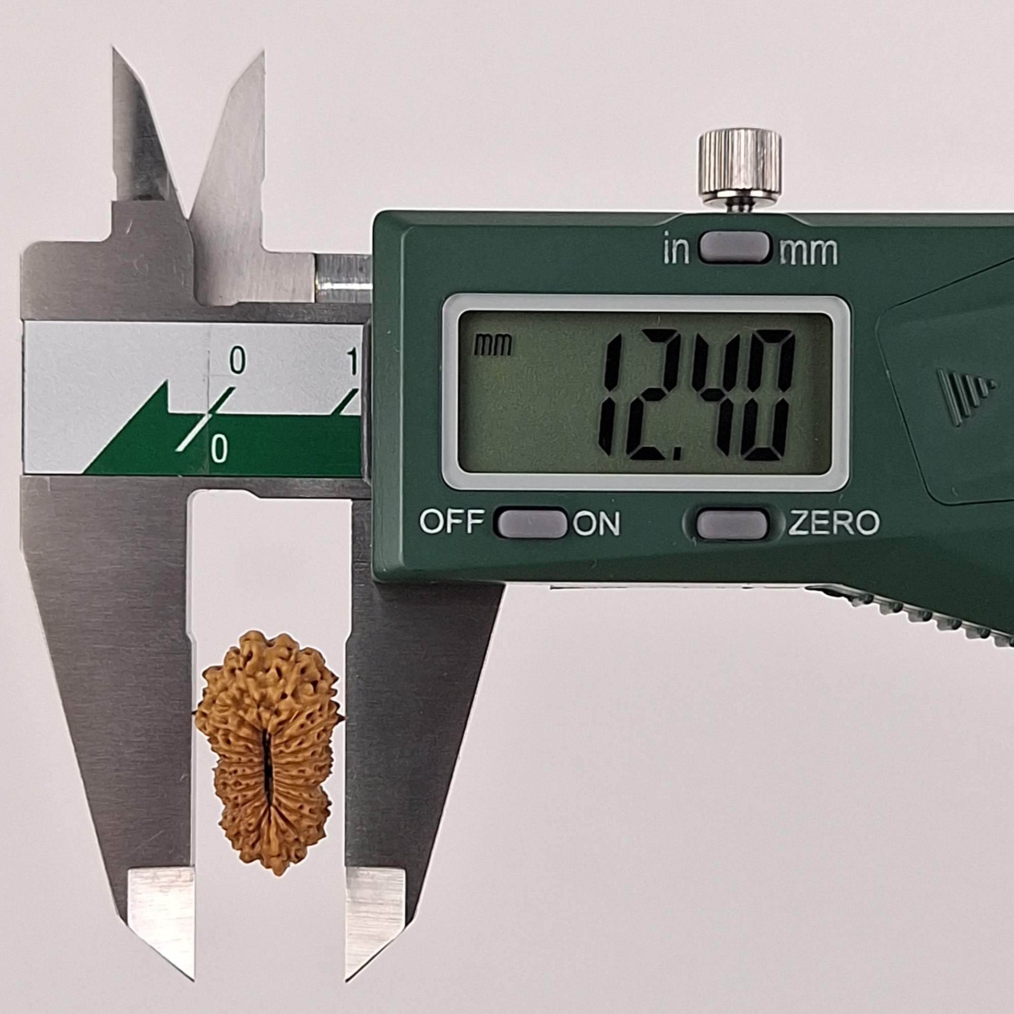 Ganesh 21 Mukhi Java Rudraksha 12.40 mm width measurement