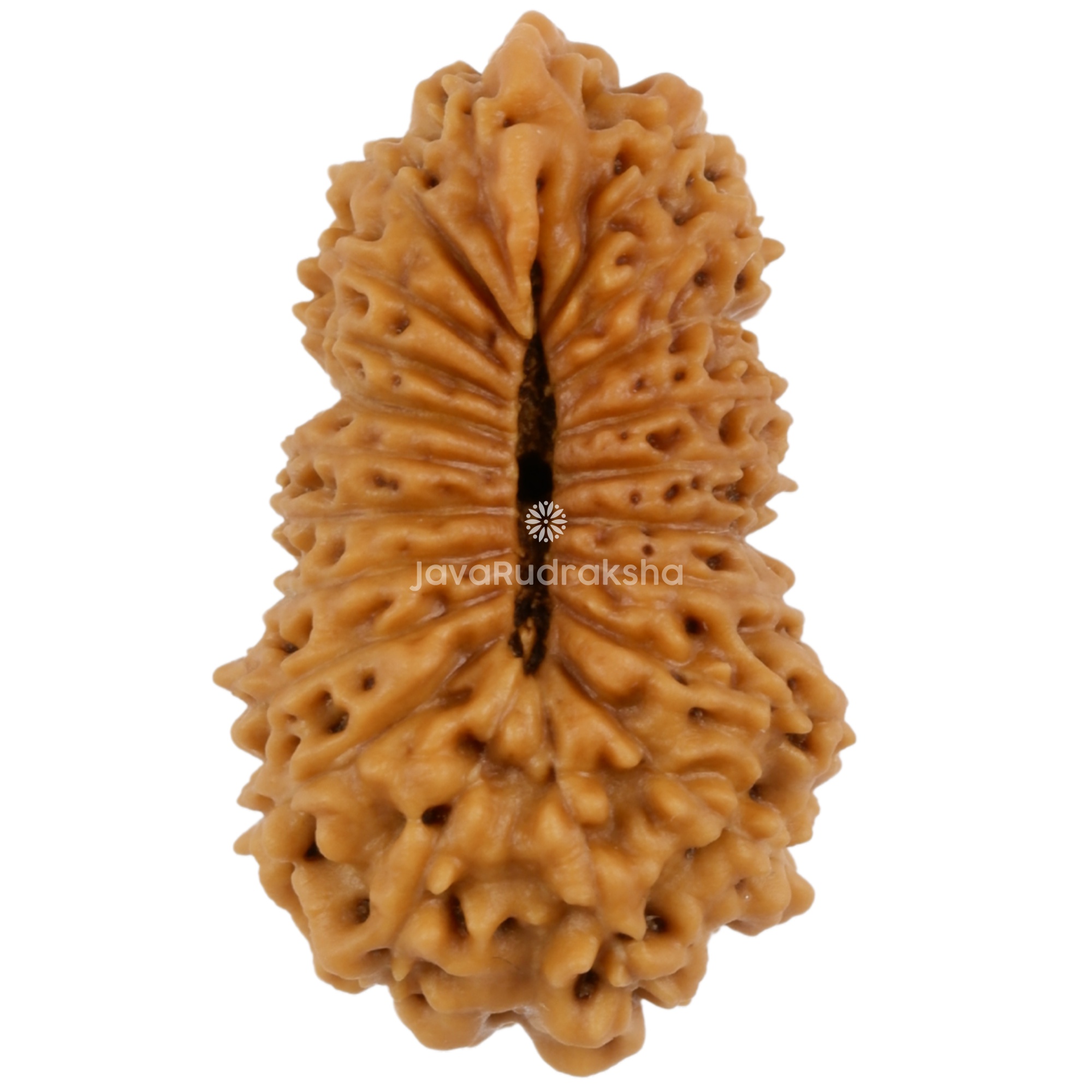 Ganesh 21 Mukhi Java Rudraksha 20.46 mm bottom view