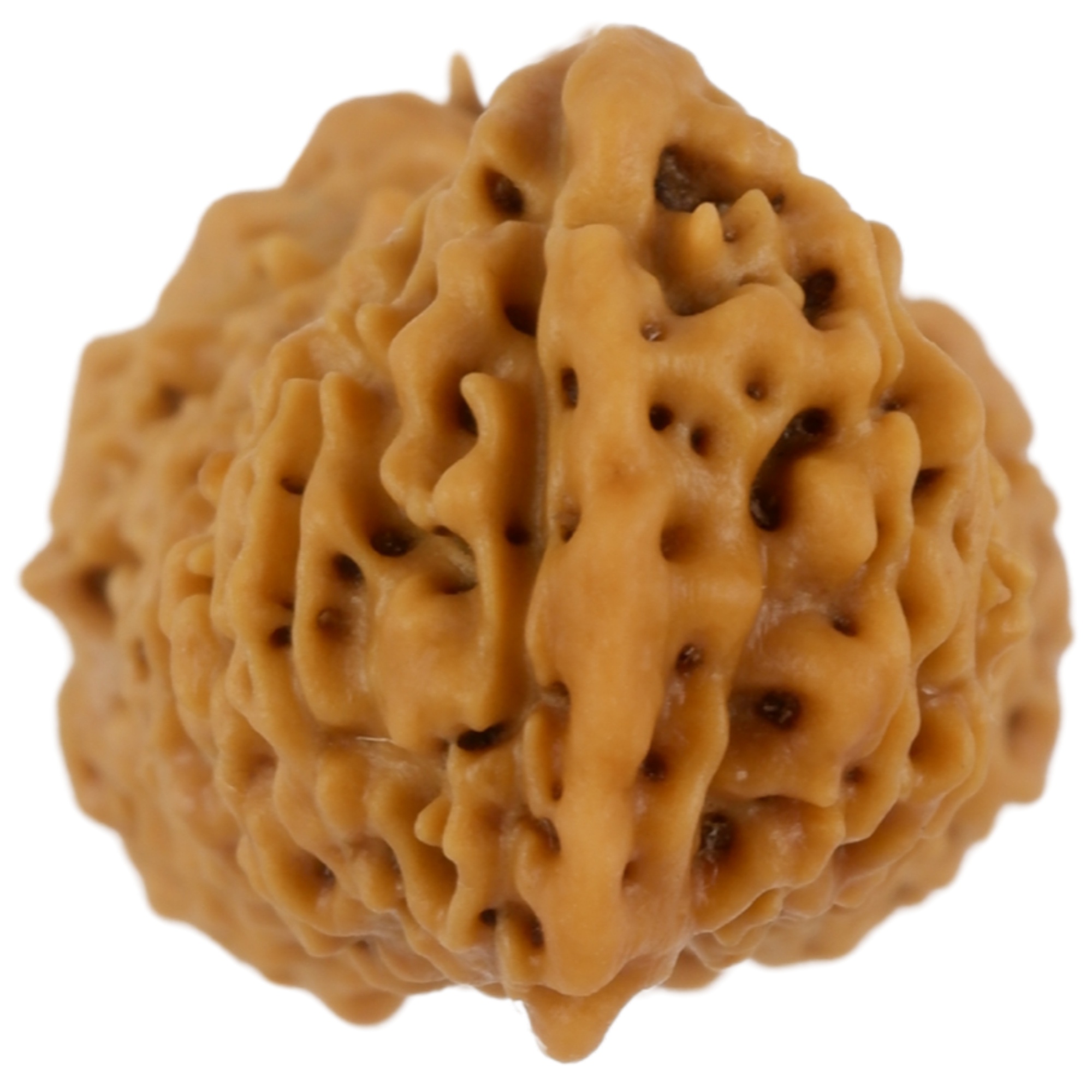 Ganesh 21 Mukhi Java Rudraksha 20.46 mm close-up view