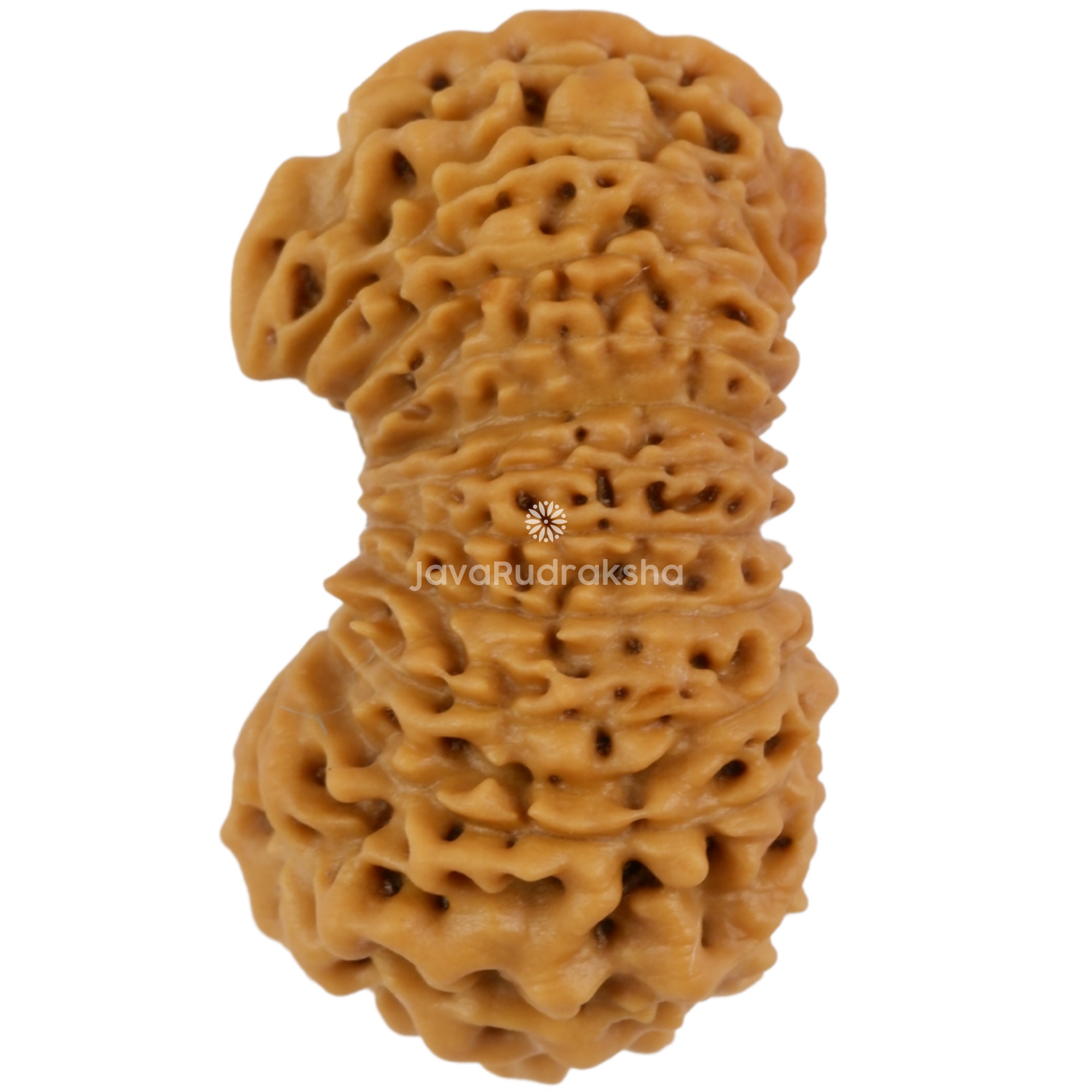 Ganesh 21 Mukhi Java Rudraksha 20.46 mm left side view
