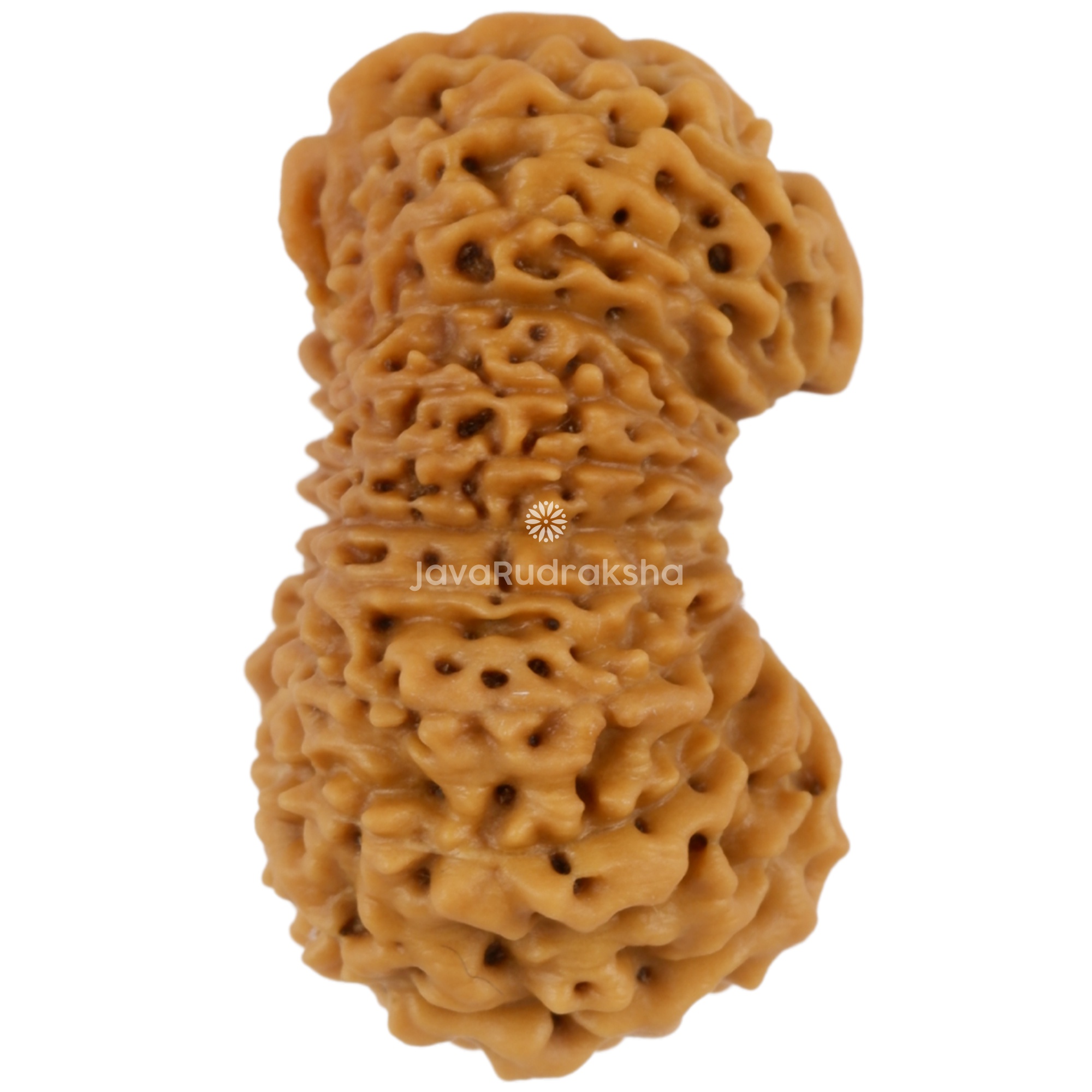 Ganesh 21 Mukhi Java Rudraksha 20.46 mm right side view