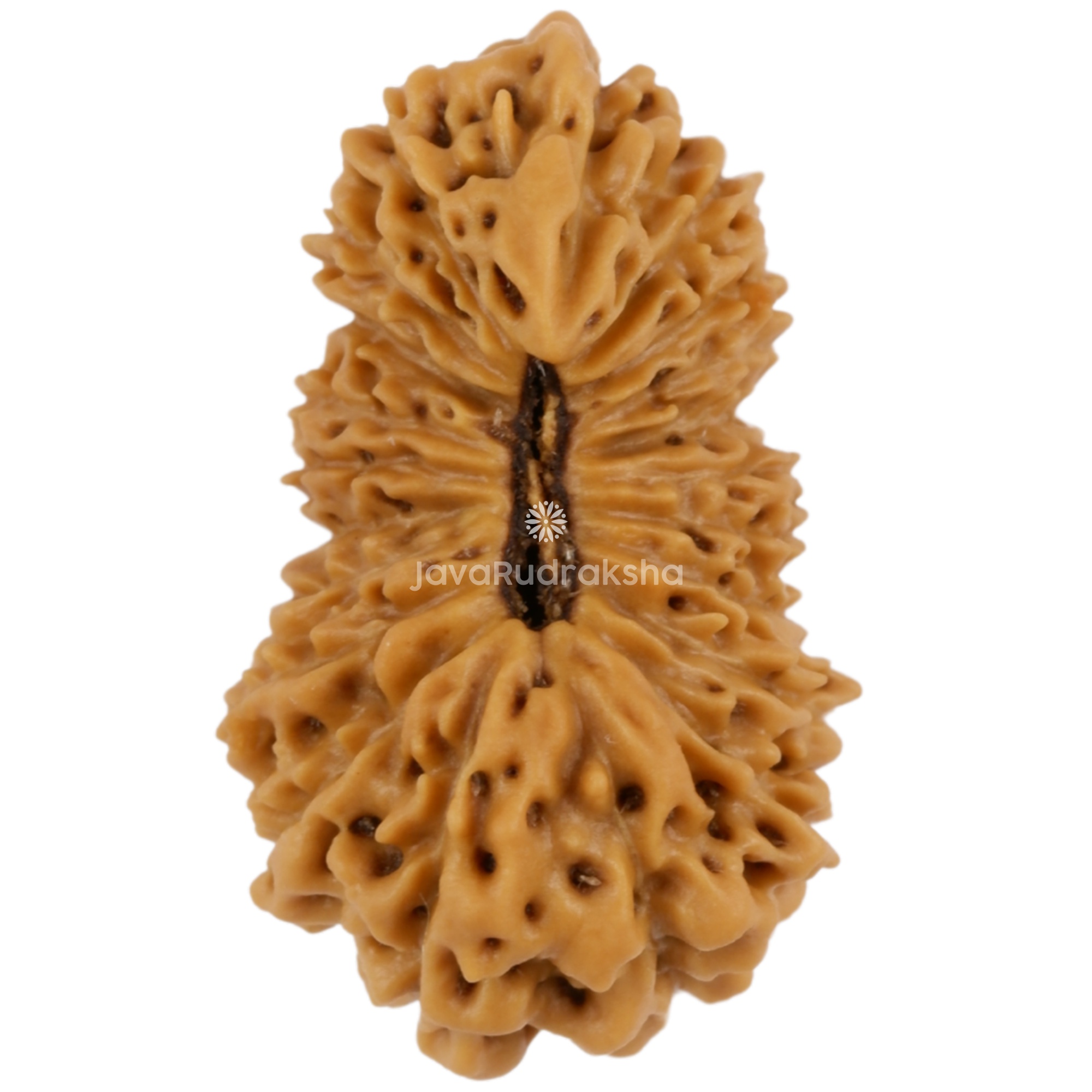 Ganesh 21 Mukhi Java Rudraksha 20.46 mm top view