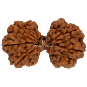 Gauri Shankar 10 Mukhi Java Rudraksha 31.27 mm top view