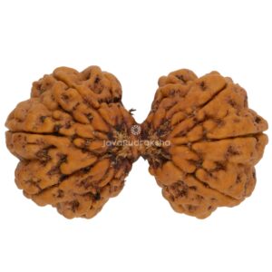 Gauri Shankar 11 mukhi Java Rudraksha 33.12 mm top view