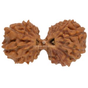 Gauri Shankar 17 Mukhi Java Rudraksha 24.32 mm top view