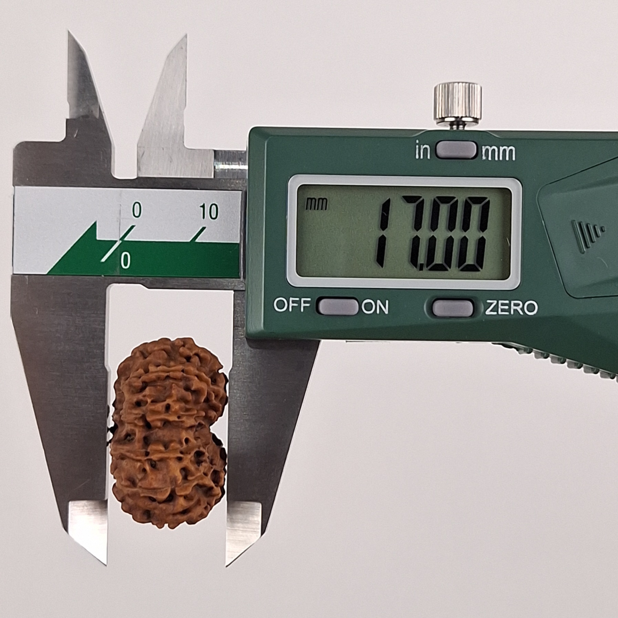 12 Mukhi Java Rudraksha 17.00 mm depth measurement