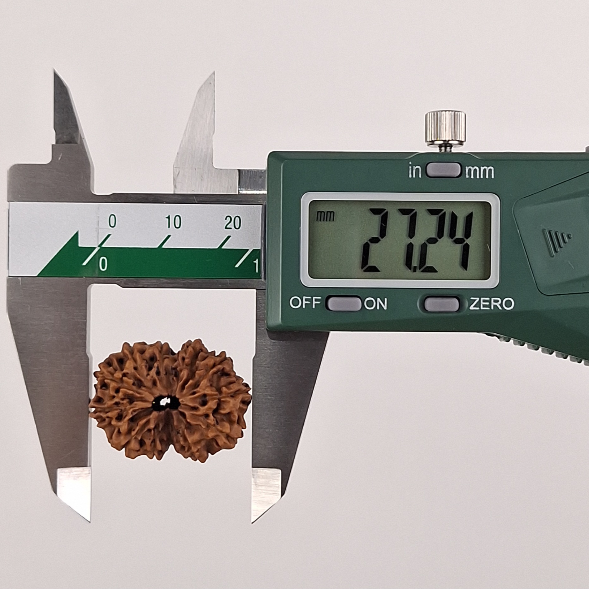 12 Mukhi Java Rudraksha 27.24 mm length measurement