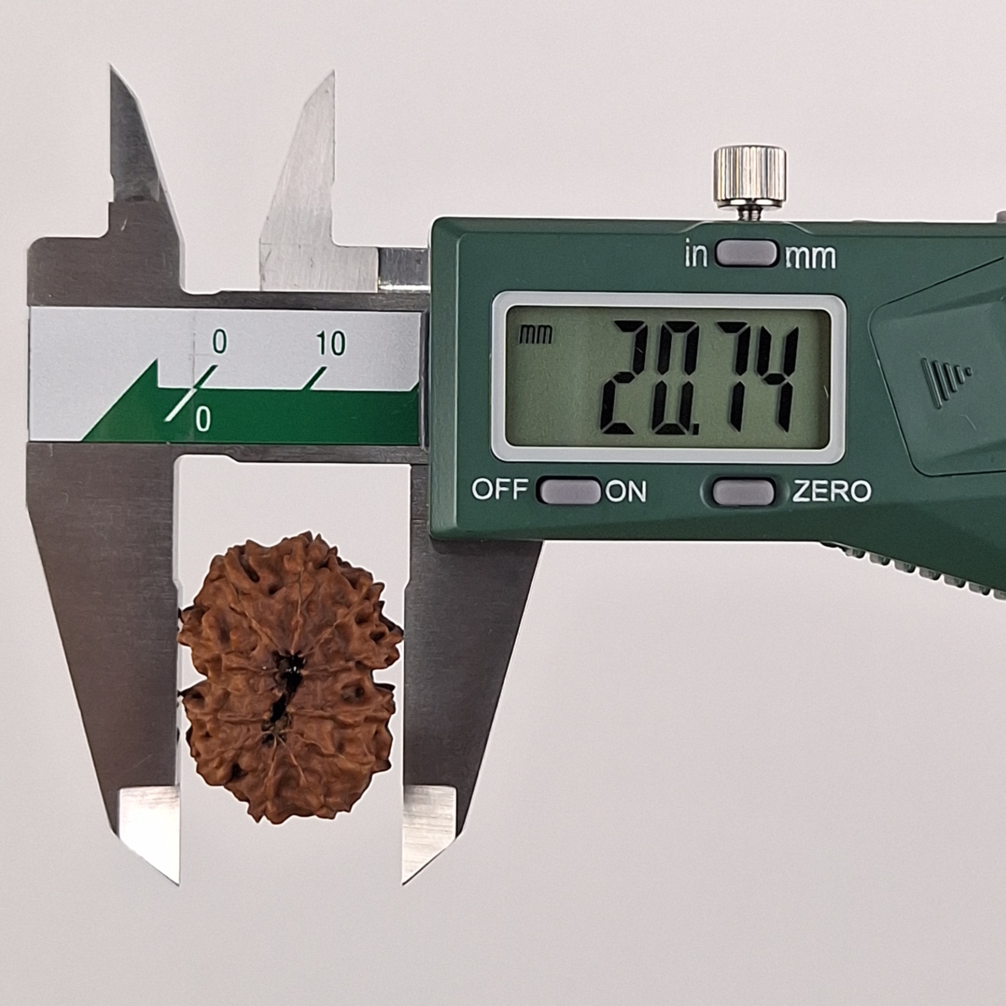 12 Mukhi Java Rudraksha 20.74 mm width measurement