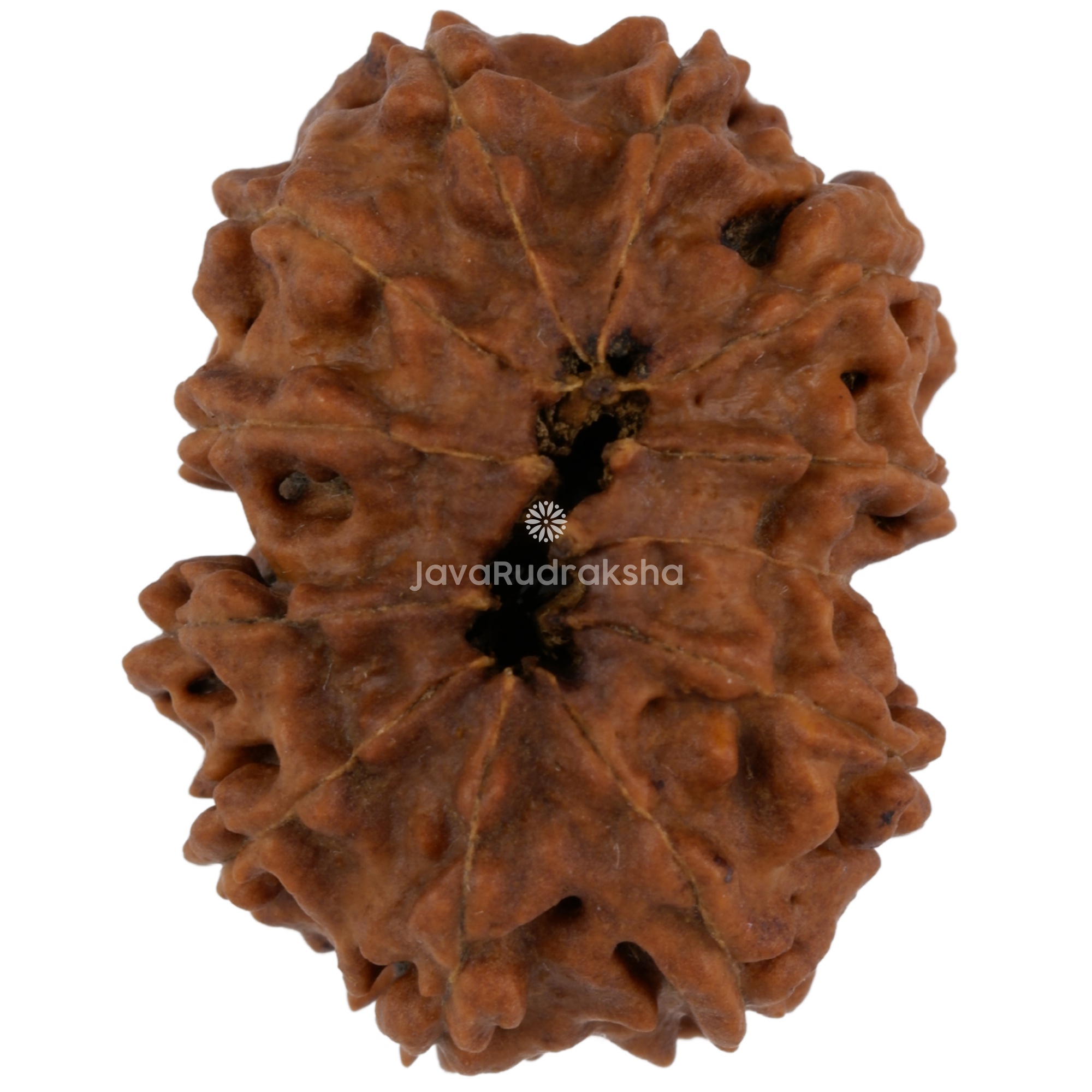 12 Mukhi Java Rudraksha 27.24 mm bottom view