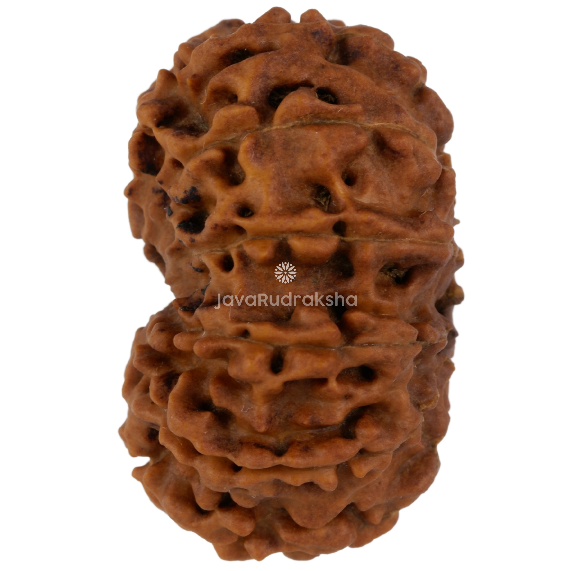 12 Mukhi Java Rudraksha 27.24 mm left side angle
