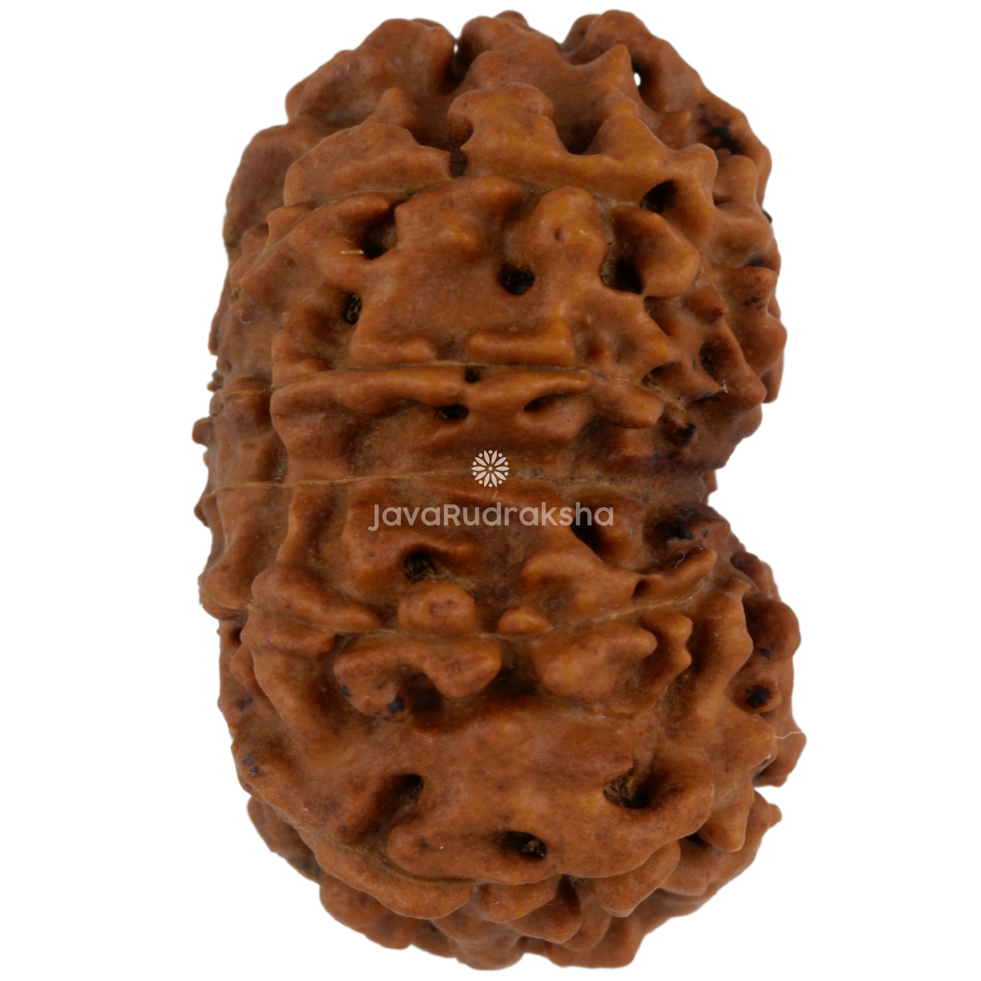 12 Mukhi Java Rudraksha 27.24 mm right side angle