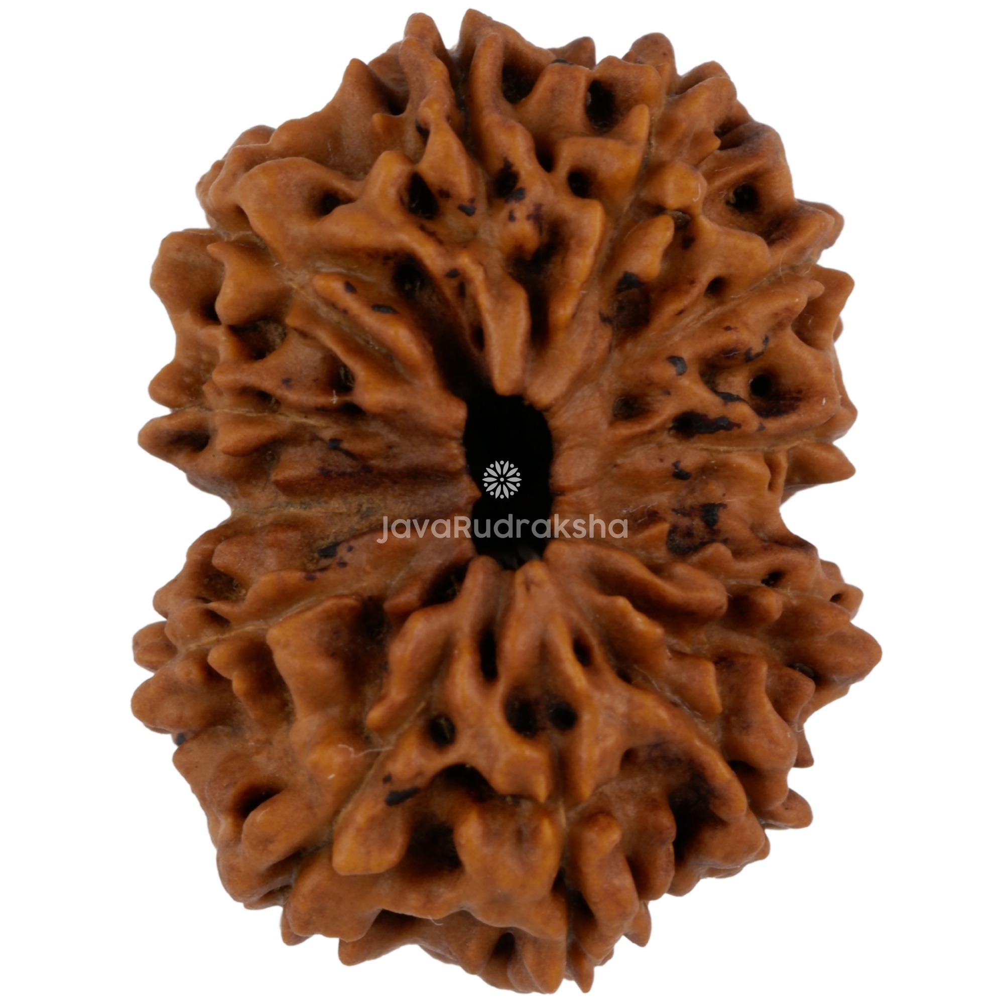 12 Mukhi Java Rudraksha 27.24 mm top view