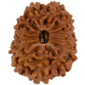 13 Mukhi Java Rudraksha 21.92 mm top view