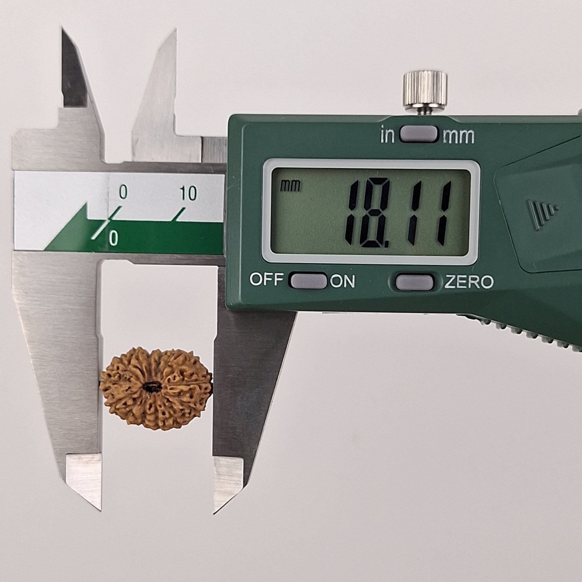 14 Mukhi Java Rudraksha 18.11 mm length measurement