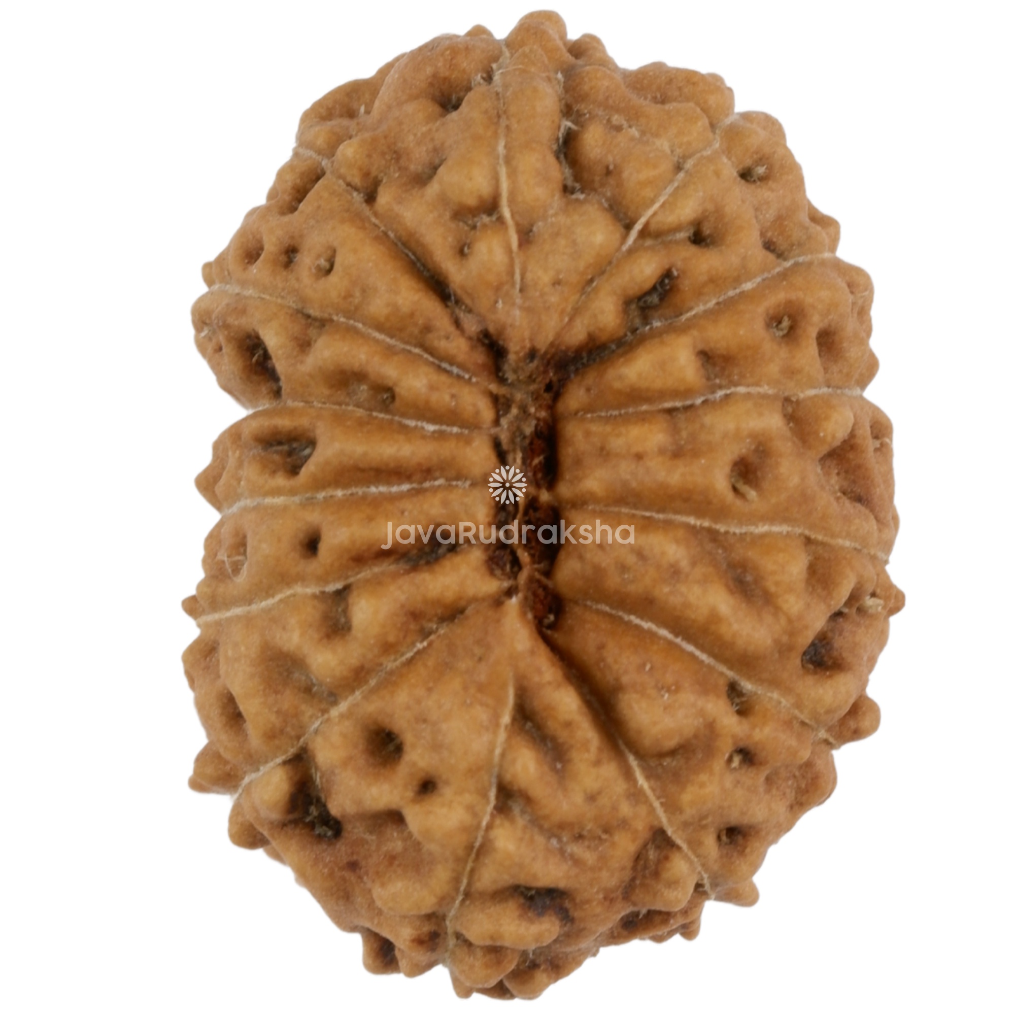 14 Mukhi Java Rudraksha 18.11 mm bottom view