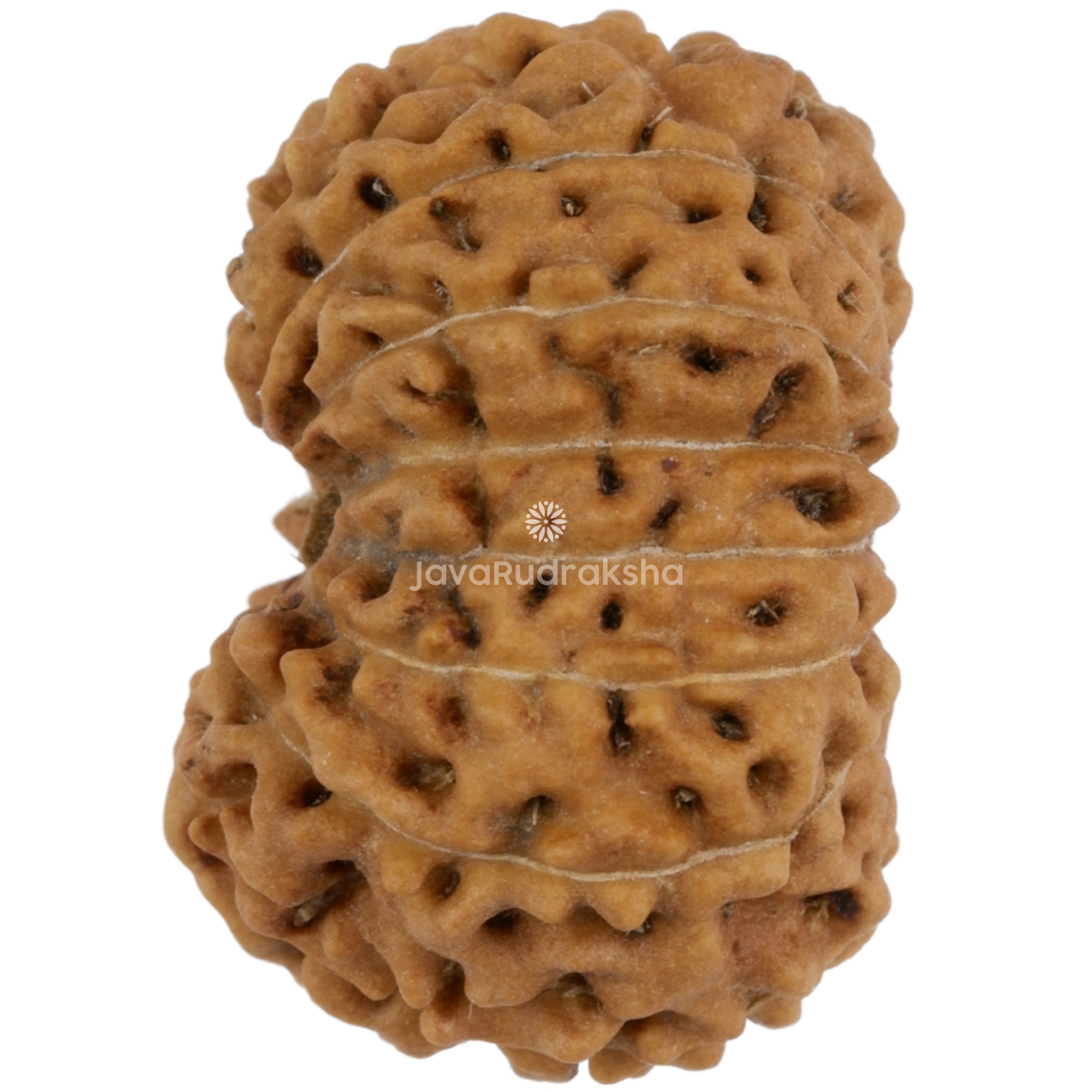 14 Mukhi Java Rudraksha 18.11 mm left side angle