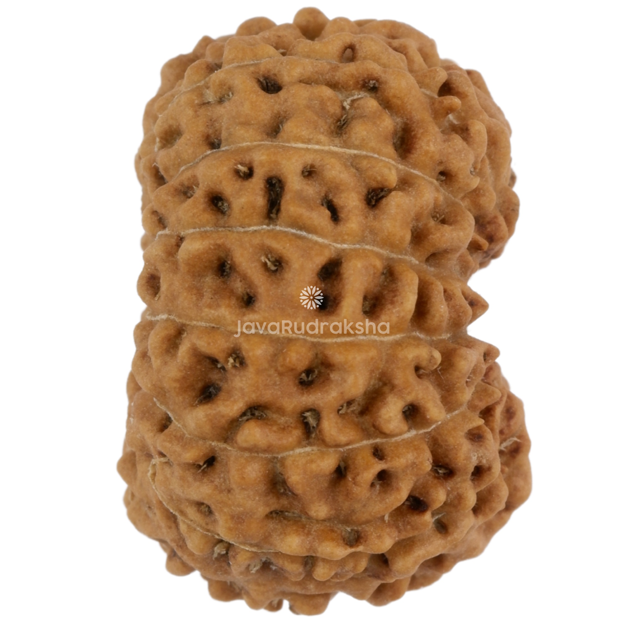 14 Mukhi Java Rudraksha 18.11 mm right side angle