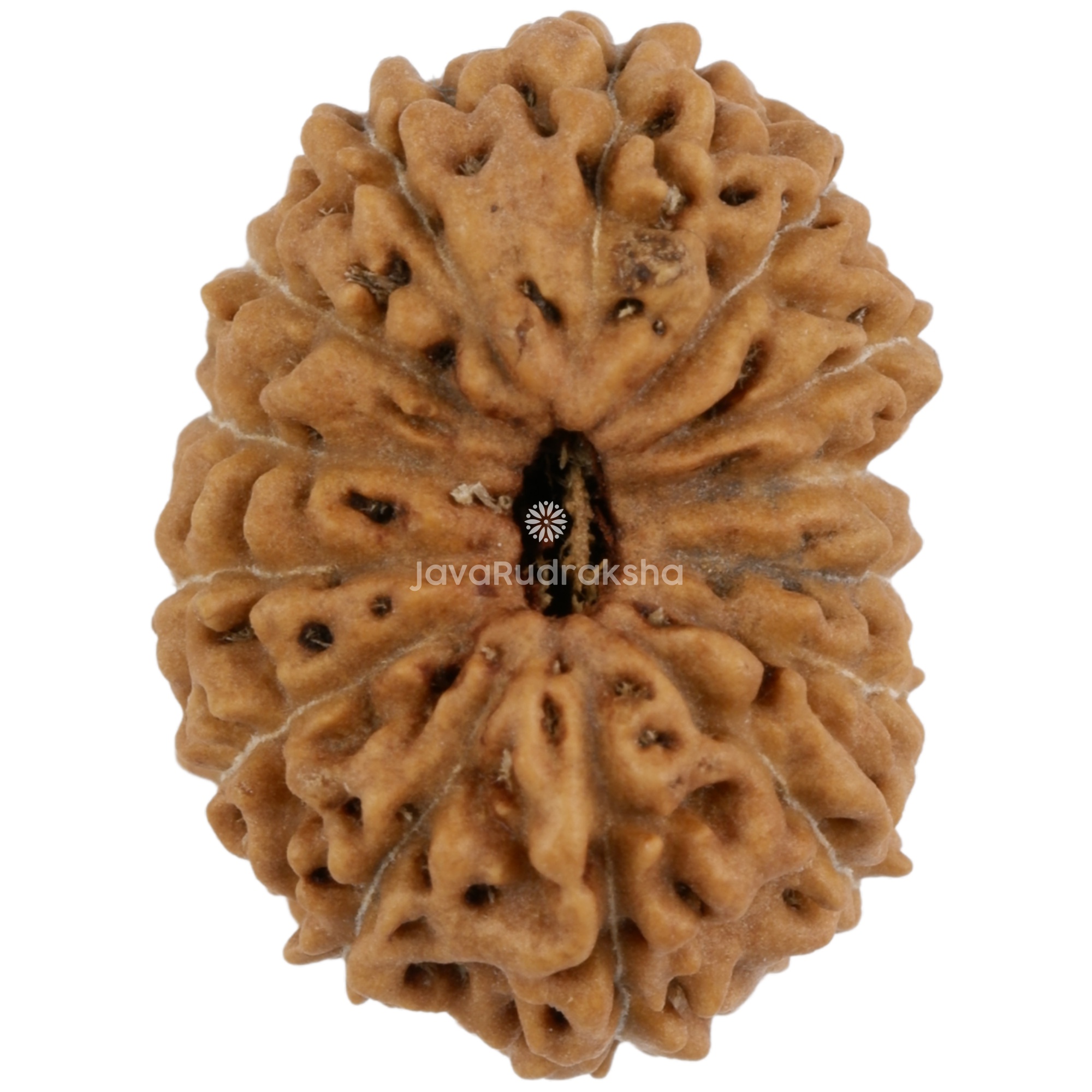 14 Mukhi Java Rudraksha 18.11 mm top view