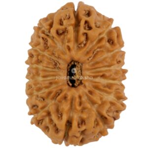14 Mukhi Java Rudraksha 22.18 mm top view
