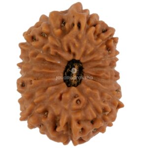 14 Mukhi Java Rudraksha 22.60 mm top view