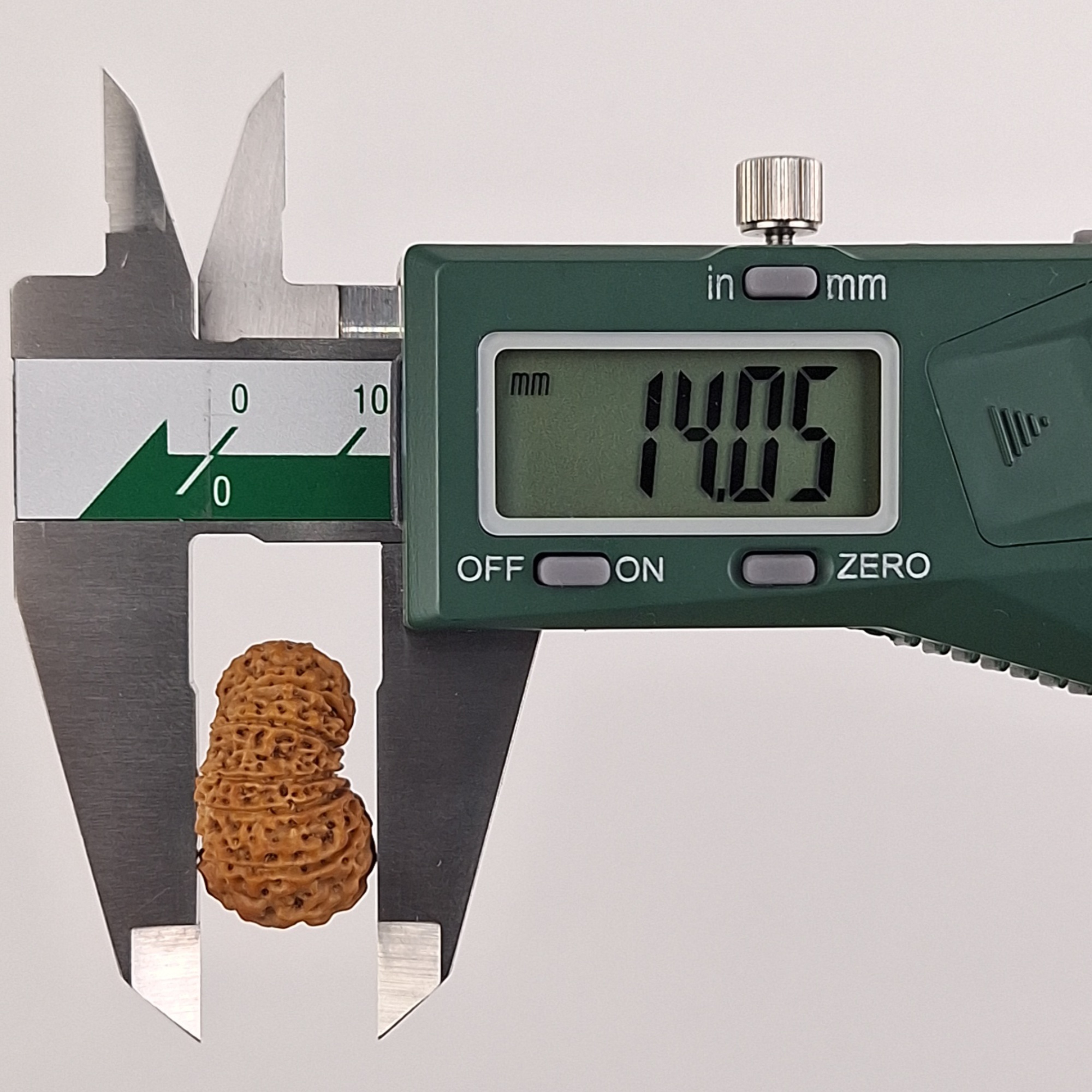 14 Mukhi Java Rudraksha 14.05 mm depth measurement
