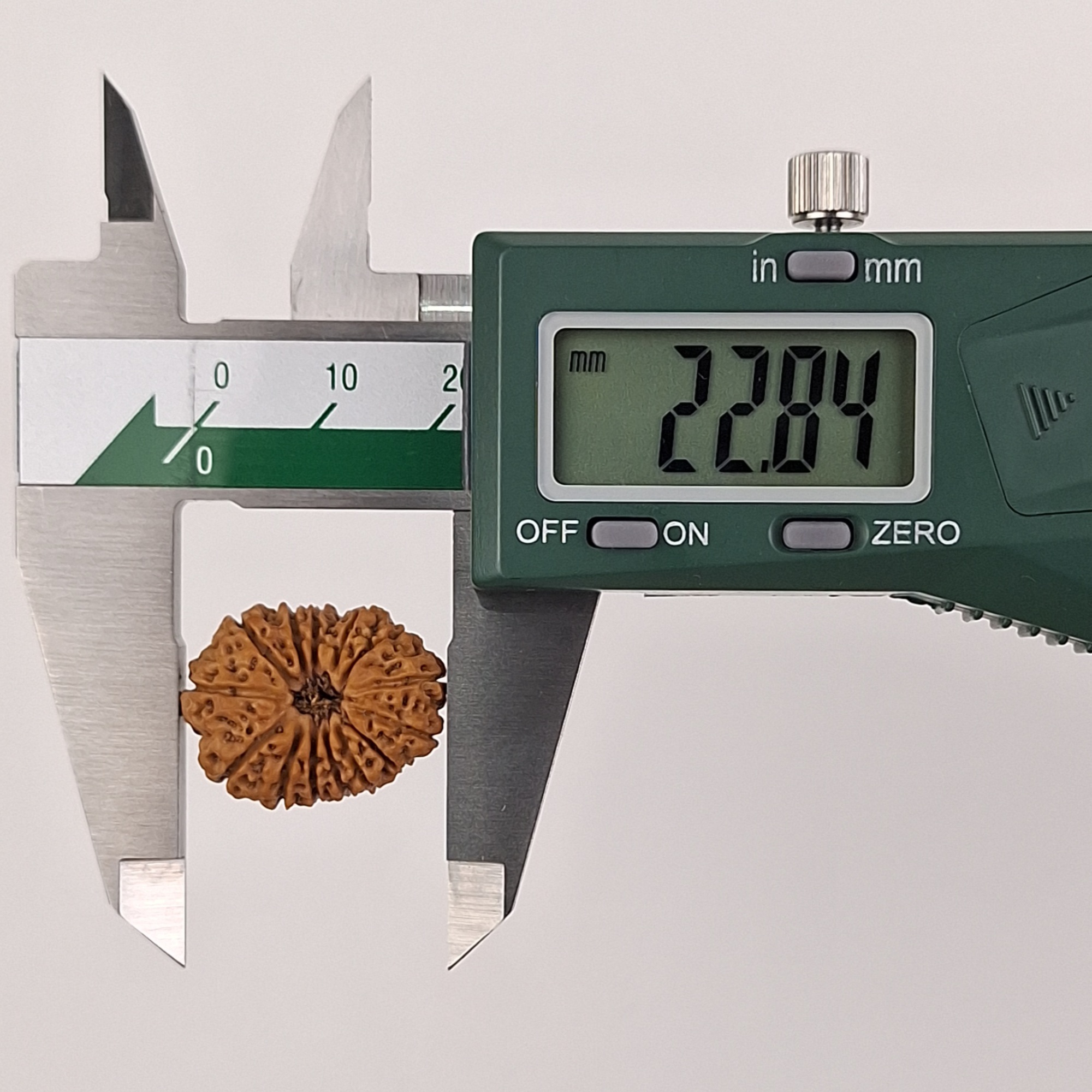 14 Mukhi Java Rudraksha 22.84 mm length measurement