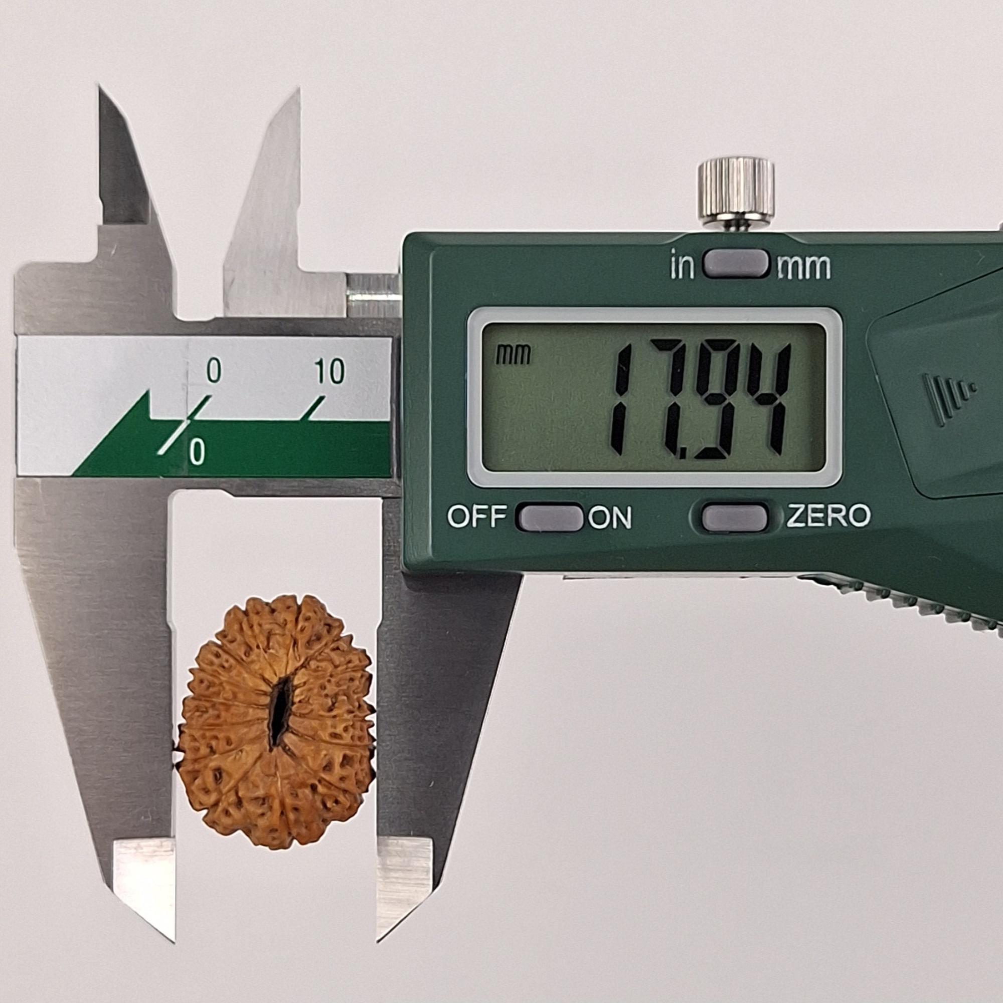 14 Mukhi Java Rudraksha 17.94 mm width measurement