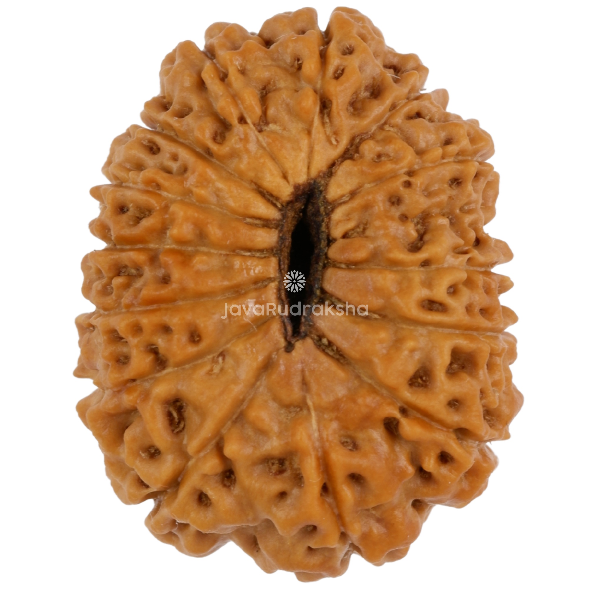 14 Mukhi Java Rudraksha 22.84 mm bottom view