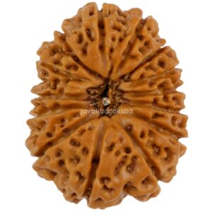 14 Mukhi Java Rudraksha 22.84 mm top view